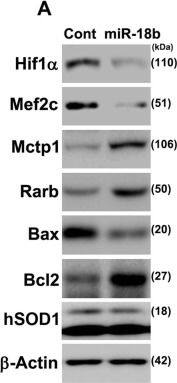HIF-1 alpha Antibody