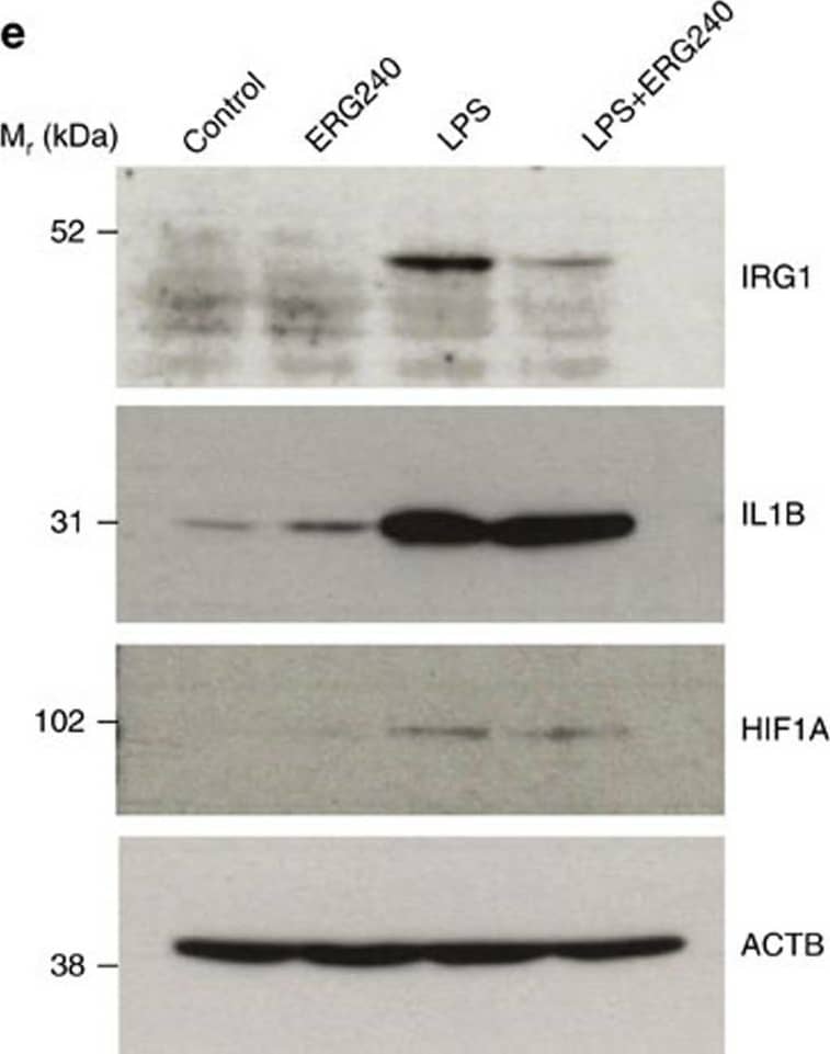 HIF-1 alpha Antibody