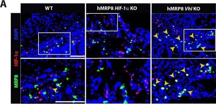 HIF-1 alpha Antibody