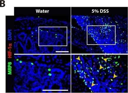 HIF-1 alpha Antibody