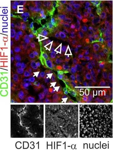 HIF-1 alpha Antibody