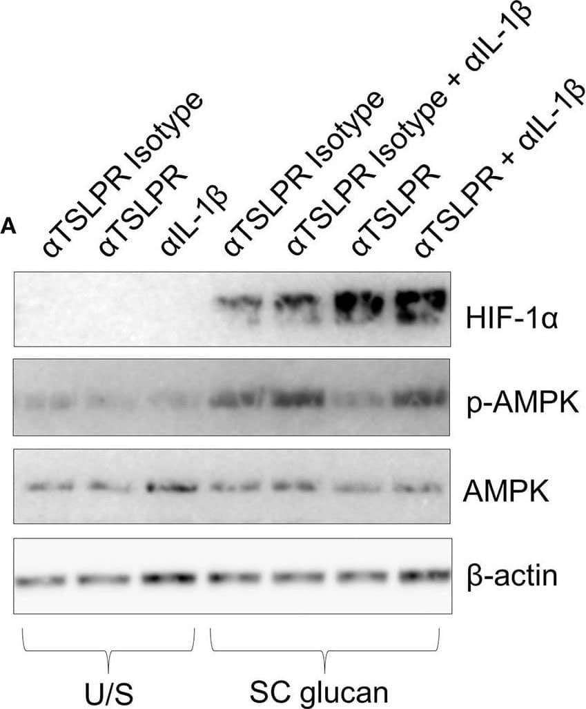 HIF-1 alpha Antibody