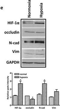 HIF-1 alpha Antibody