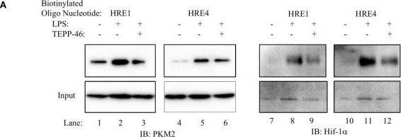 HIF-1 alpha Antibody