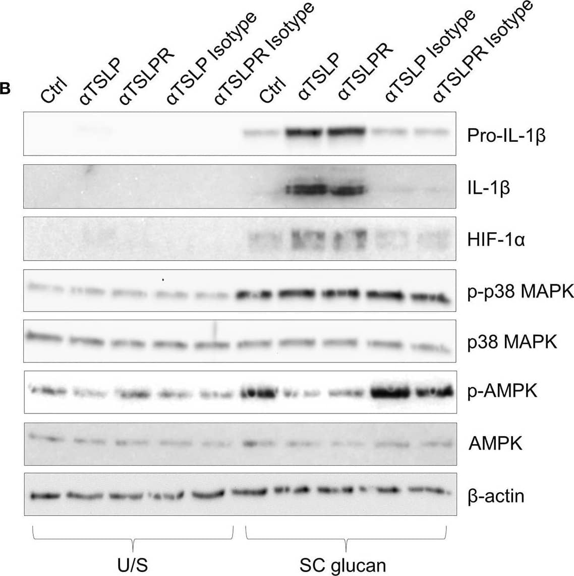 HIF-1 alpha Antibody
