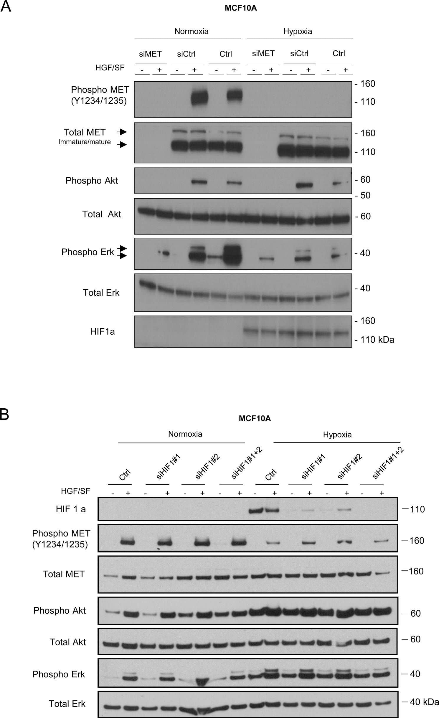 HIF-1 alpha Antibody