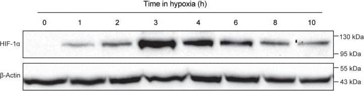 HIF-1 alpha Antibody