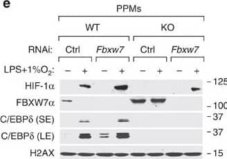 HIF-1 alpha Antibody