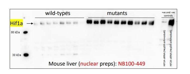 HIF-1 alpha Antibody
