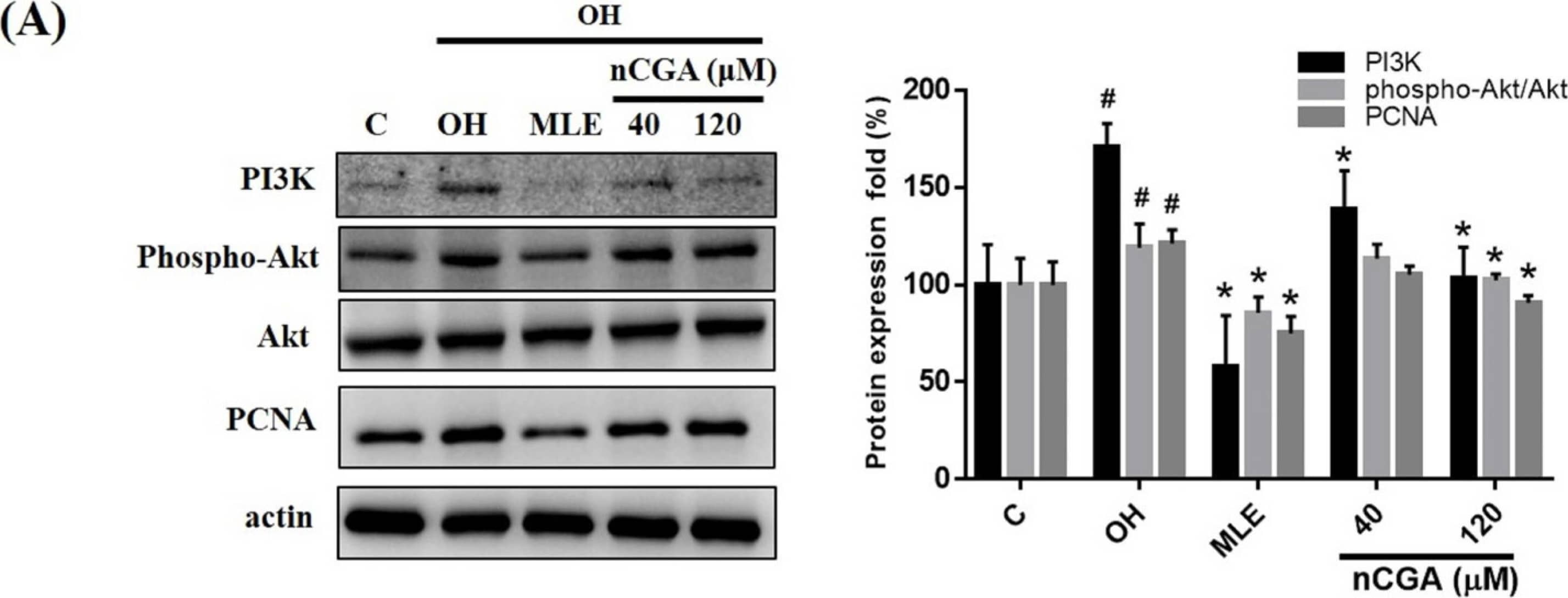 PCNA Antibody - BSA Free