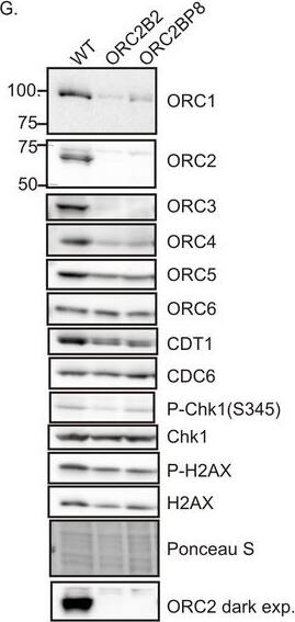 Chk1 Antibody