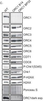 Chk1 Antibody