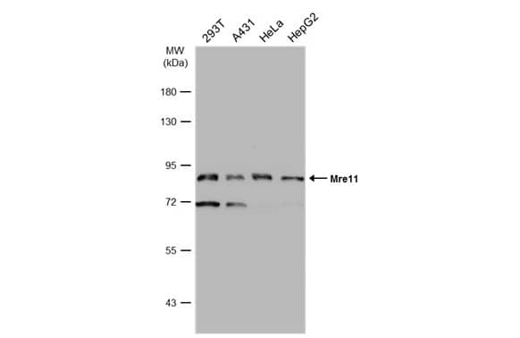 Mre11 Antibody (12D7)