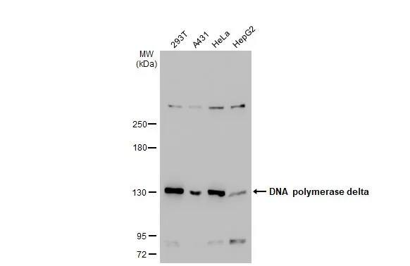 DNA Polymerase delta, catalytic subunit Antibody (607)