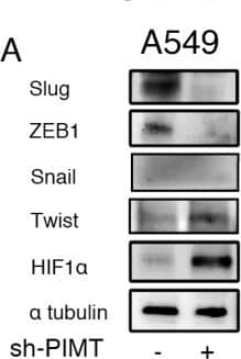 HIF-1 alpha Antibody - BSA Free