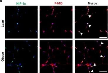 HIF-1 alpha Antibody - BSA Free
