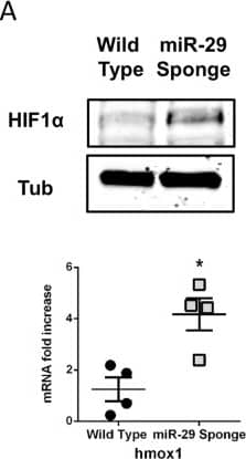 HIF-1 alpha Antibody - BSA Free