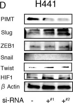 HIF-1 alpha Antibody - BSA Free