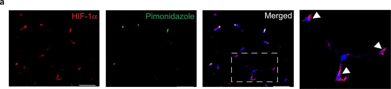 HIF-1 alpha Antibody - BSA Free