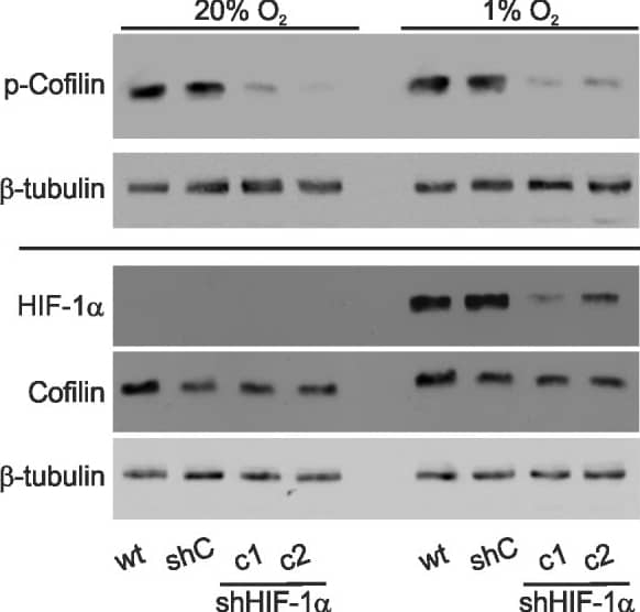 HIF-1 alpha Antibody - BSA Free
