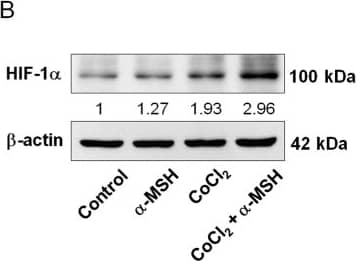 HIF-1 alpha Antibody - BSA Free