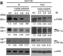 HIF-1 alpha Antibody - BSA Free