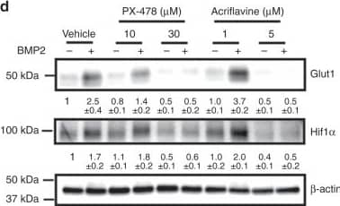 HIF-1 alpha Antibody - BSA Free
