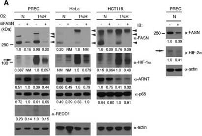 HIF-1 alpha Antibody - BSA Free