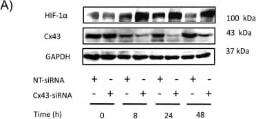 HIF-1 alpha Antibody - BSA Free