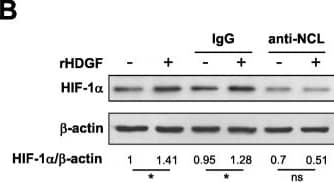 HIF-1 alpha Antibody - BSA Free