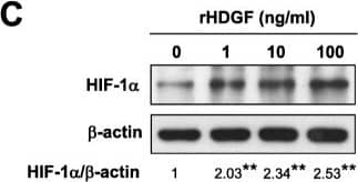 HIF-1 alpha Antibody - BSA Free