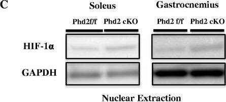 HIF-1 alpha Antibody - BSA Free