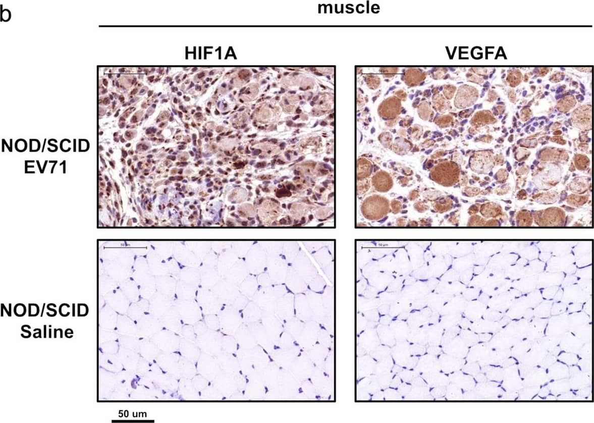 HIF-1 alpha Antibody - BSA Free