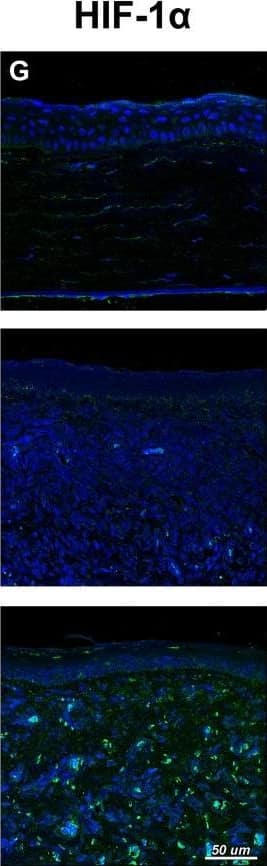 HIF-1 alpha Antibody - BSA Free