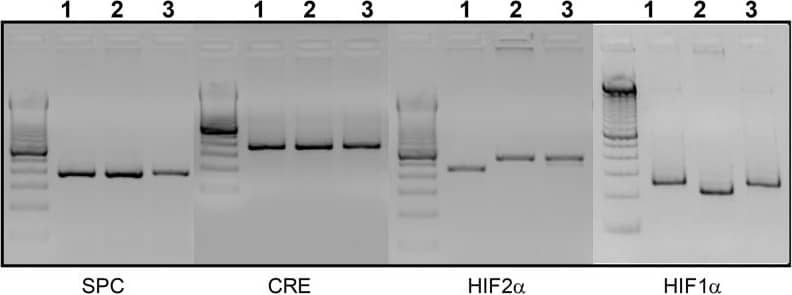 HIF-1 alpha Antibody - BSA Free
