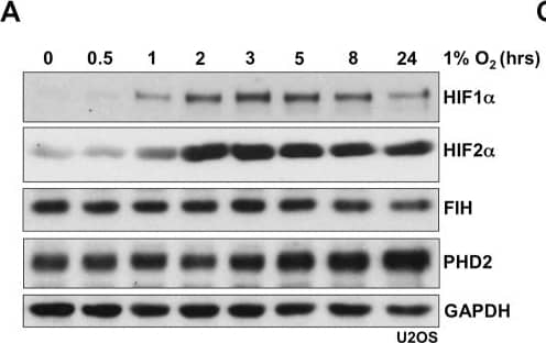 HIF-1 alpha Antibody - BSA Free
