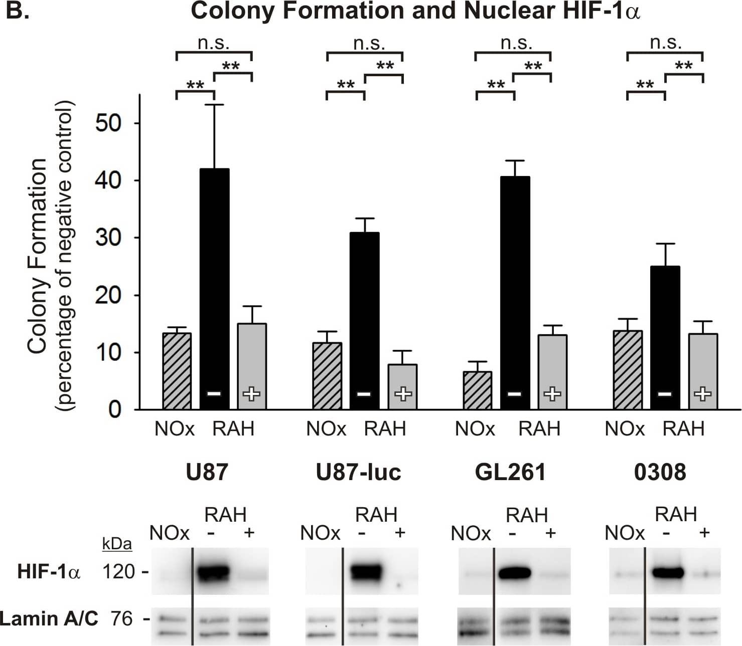 HIF-1 alpha Antibody - BSA Free