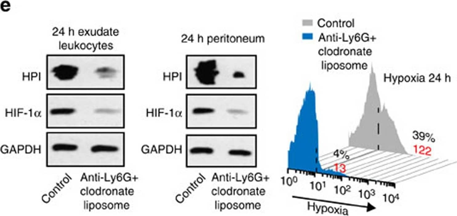 HIF-1 alpha Antibody - BSA Free