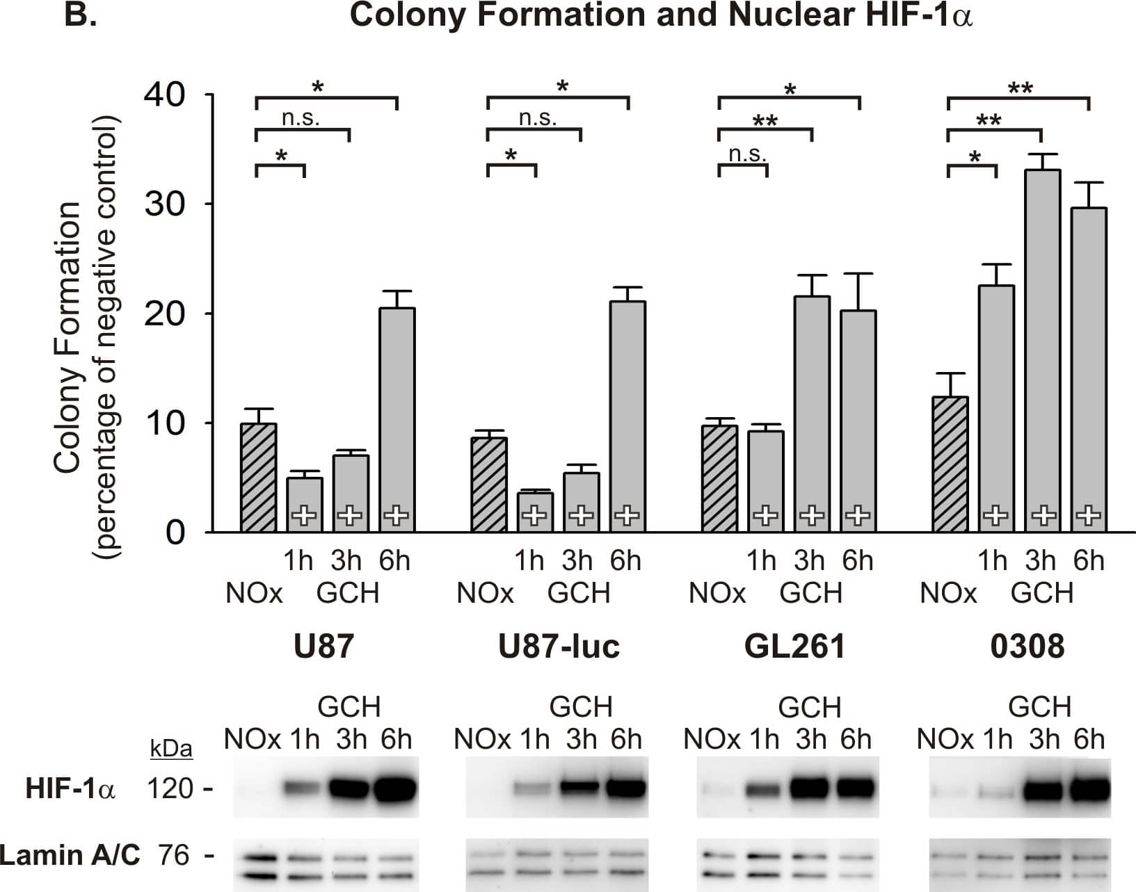 HIF-1 alpha Antibody - BSA Free