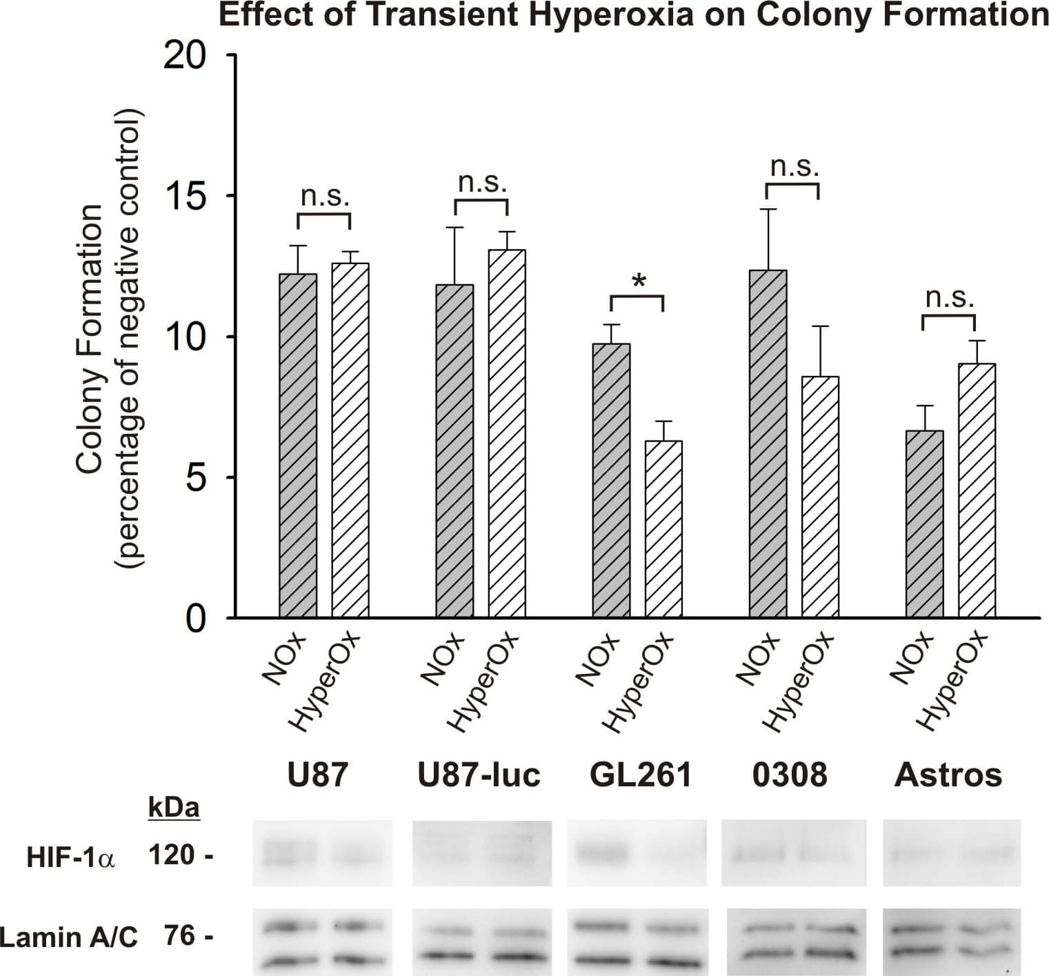 HIF-1 alpha Antibody - BSA Free