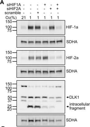 HIF-1 alpha Antibody - BSA Free