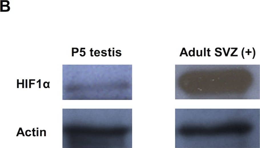 HIF-1 alpha Antibody - BSA Free