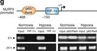 HIF-1 alpha Antibody - BSA Free