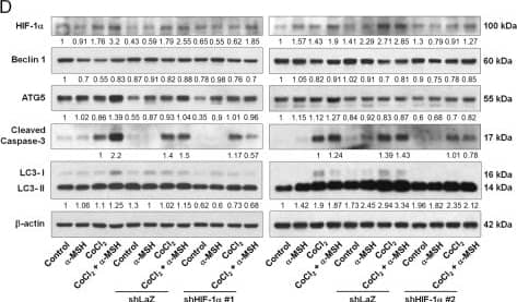 HIF-1 alpha Antibody - BSA Free