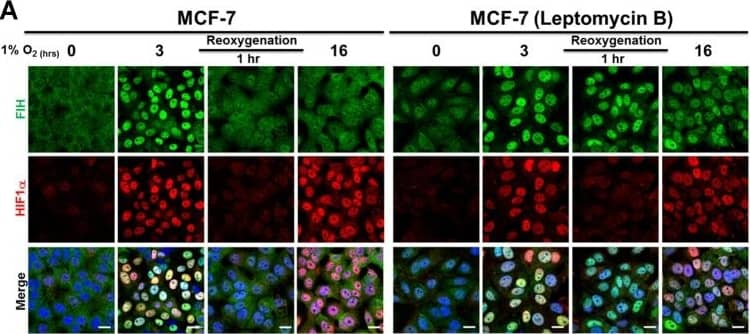 HIF-1 alpha Antibody - BSA Free