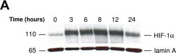 HIF-1 alpha Antibody - BSA Free