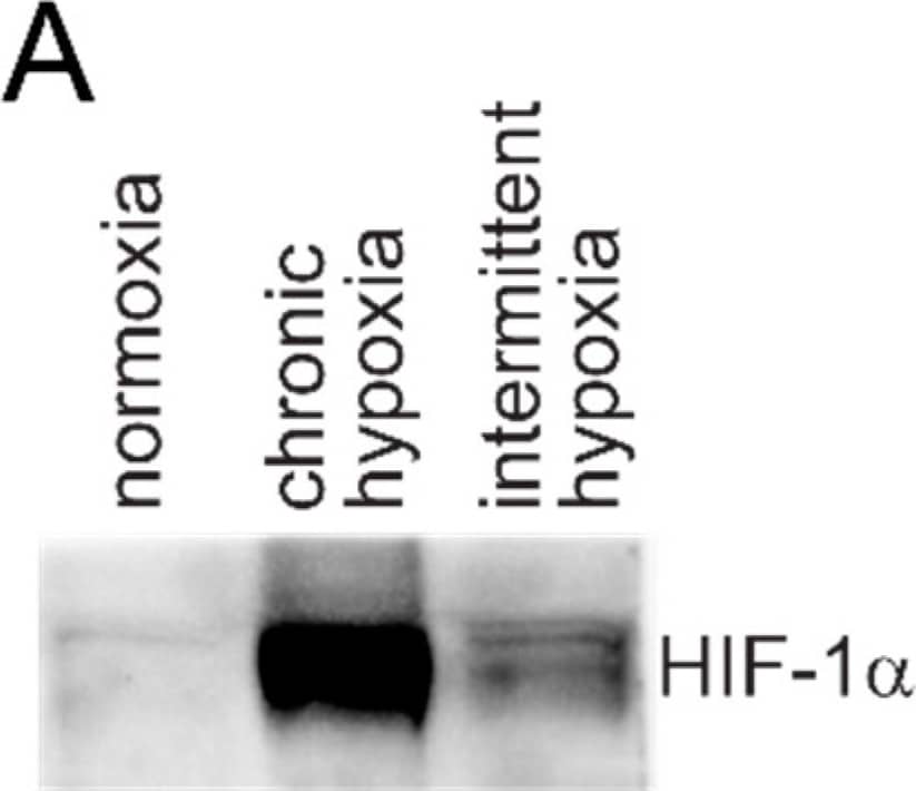 HIF-1 alpha Antibody - BSA Free