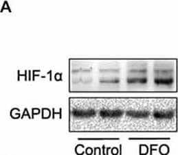 HIF-1 alpha Antibody - BSA Free