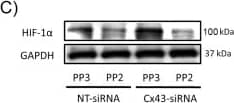 HIF-1 alpha Antibody - BSA Free