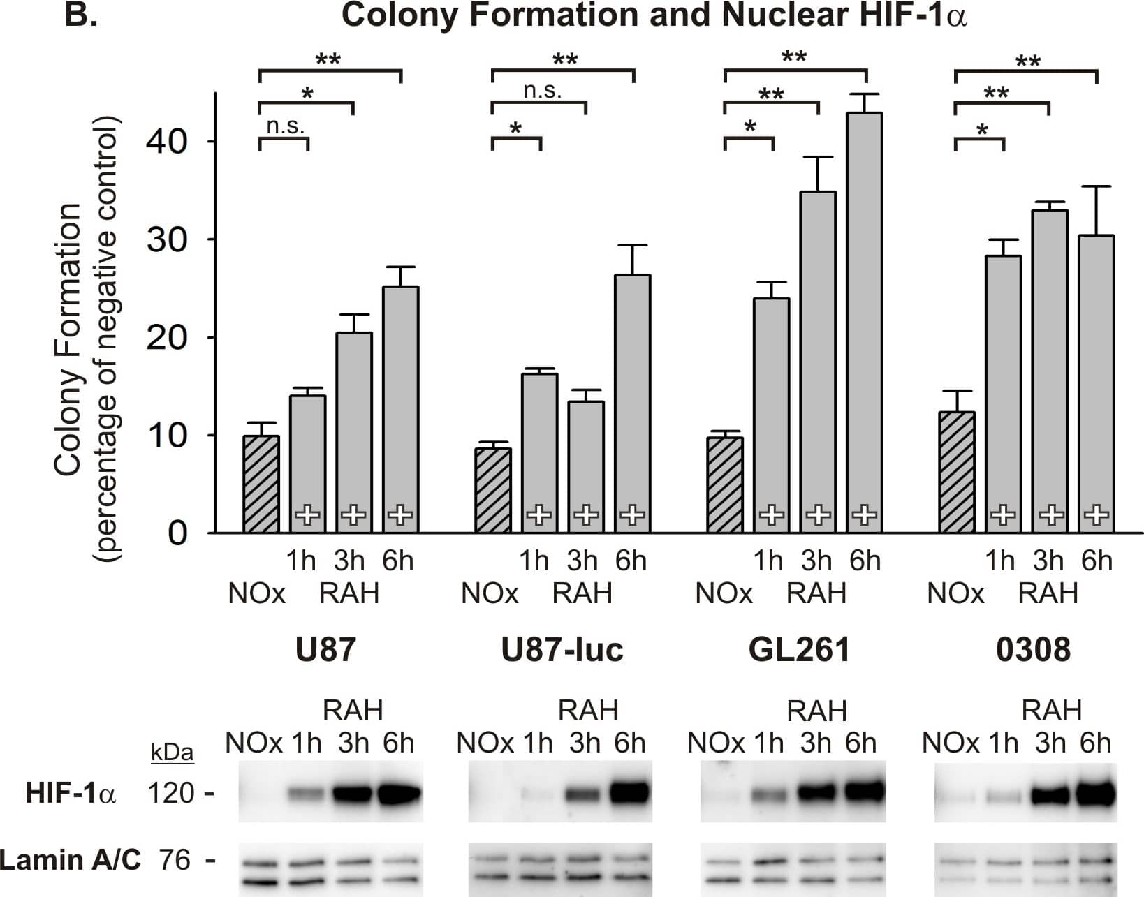 HIF-1 alpha Antibody - BSA Free